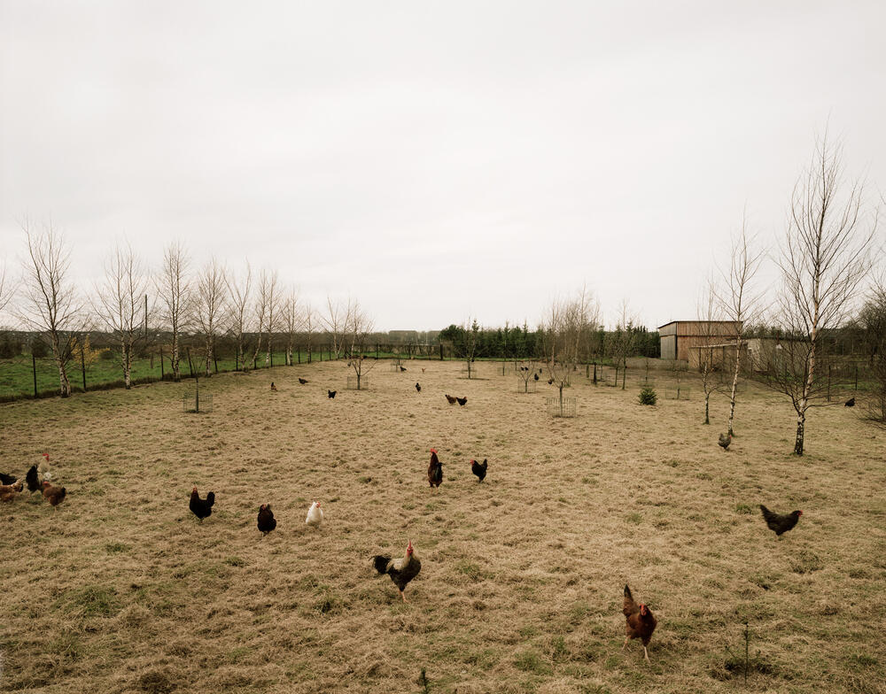 Andreas Gursky - Krefeld, Chicken
