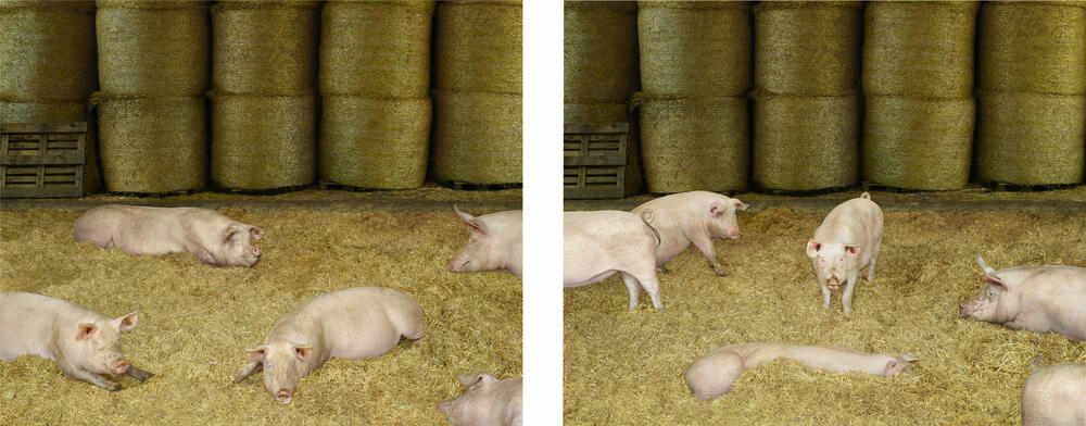 Andreas Gursky - Schweine II (Pigs II)