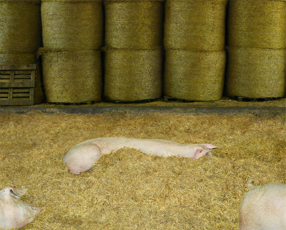 Andreas Gursky - Schweine I (Pigs I)
